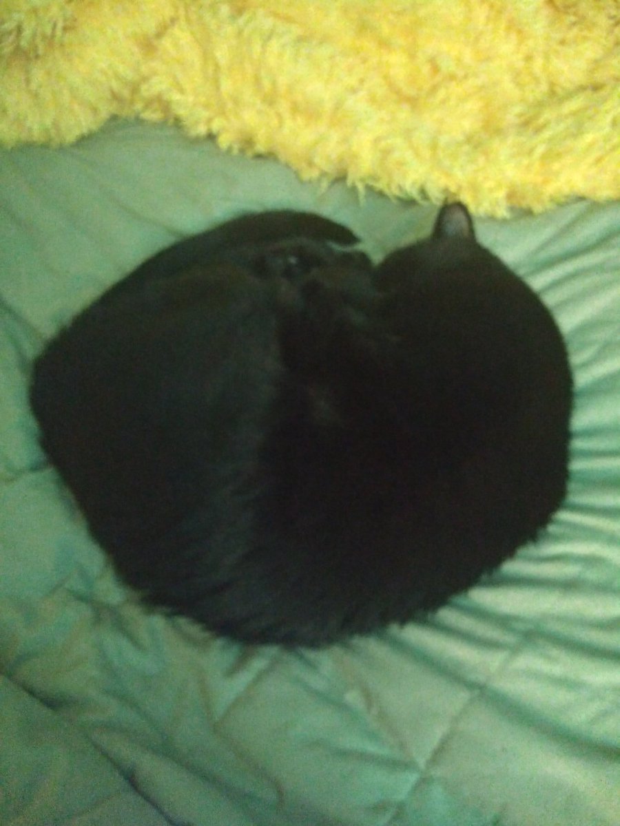 Alpha_K_V's tweet photo. @PhillipRCW Happy birthday! You didn't invite me, but I still virtually RSVP yes :D My cat does too: https://t.co/4OOHGzwiLC