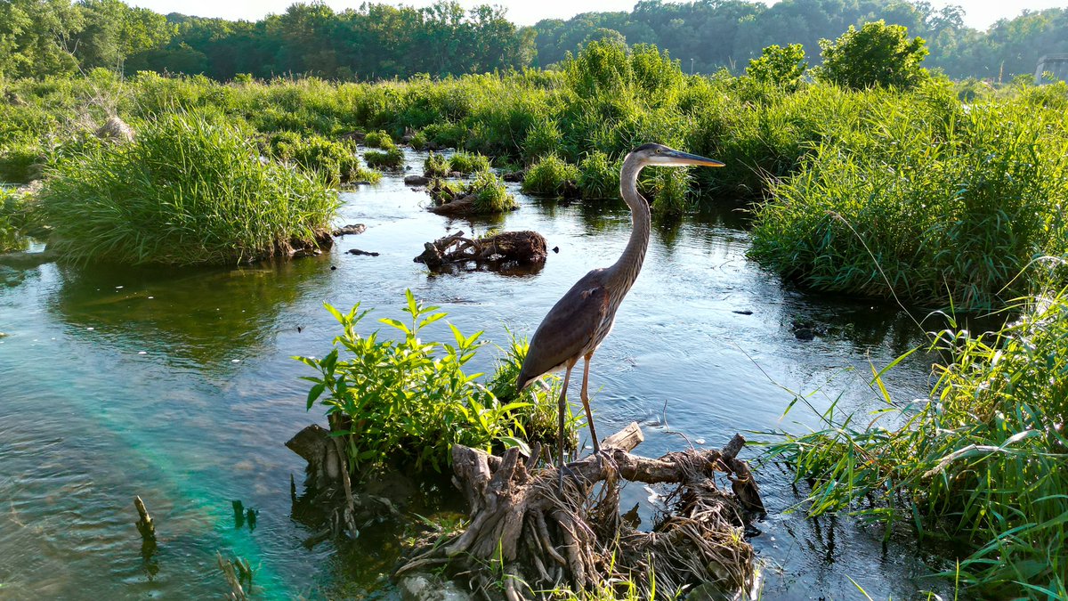 EmilyBlegvad's tweet photo. Hello again, Mr. Heron.
#dji #mavic #mini #naturedrone #landscapephotography #earthpix #drone #naturedrone #landscapephotography #natgeotravelpic
#stayandwander
#welivetoexplore
#awesomeearth
#travelphotographer
#livetheadventure
#exploreourearth
#neverstopexploring
#mini3pro https://t.co/A1paYruDO3
