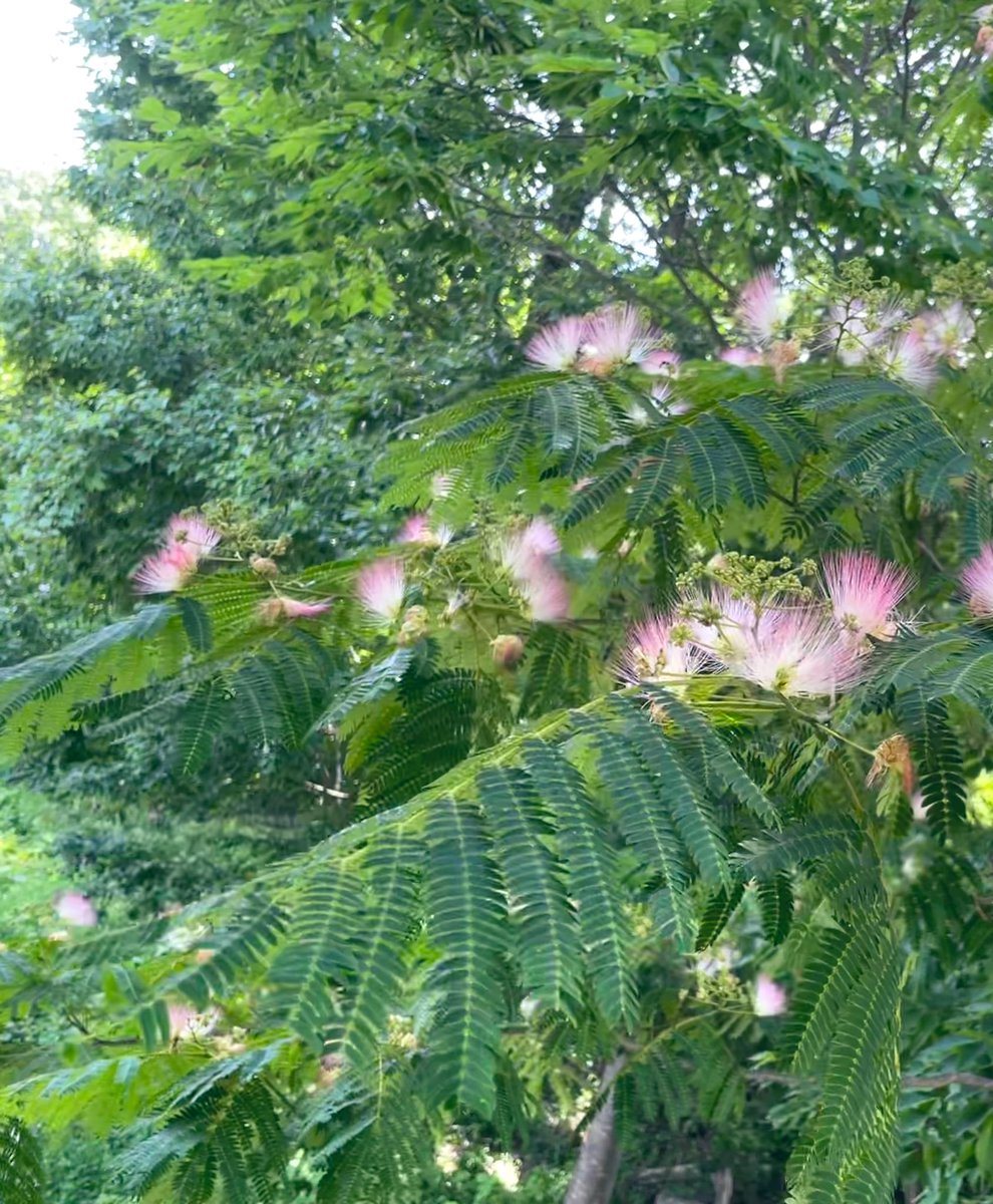 blue06559270's tweet photo. ネムノキの見えるテラス席
　※タップ推奨！

#photo #nature 
#写真で伝える私の世界
#Persiansilktree https://t.co/1ZCIAP4zoI