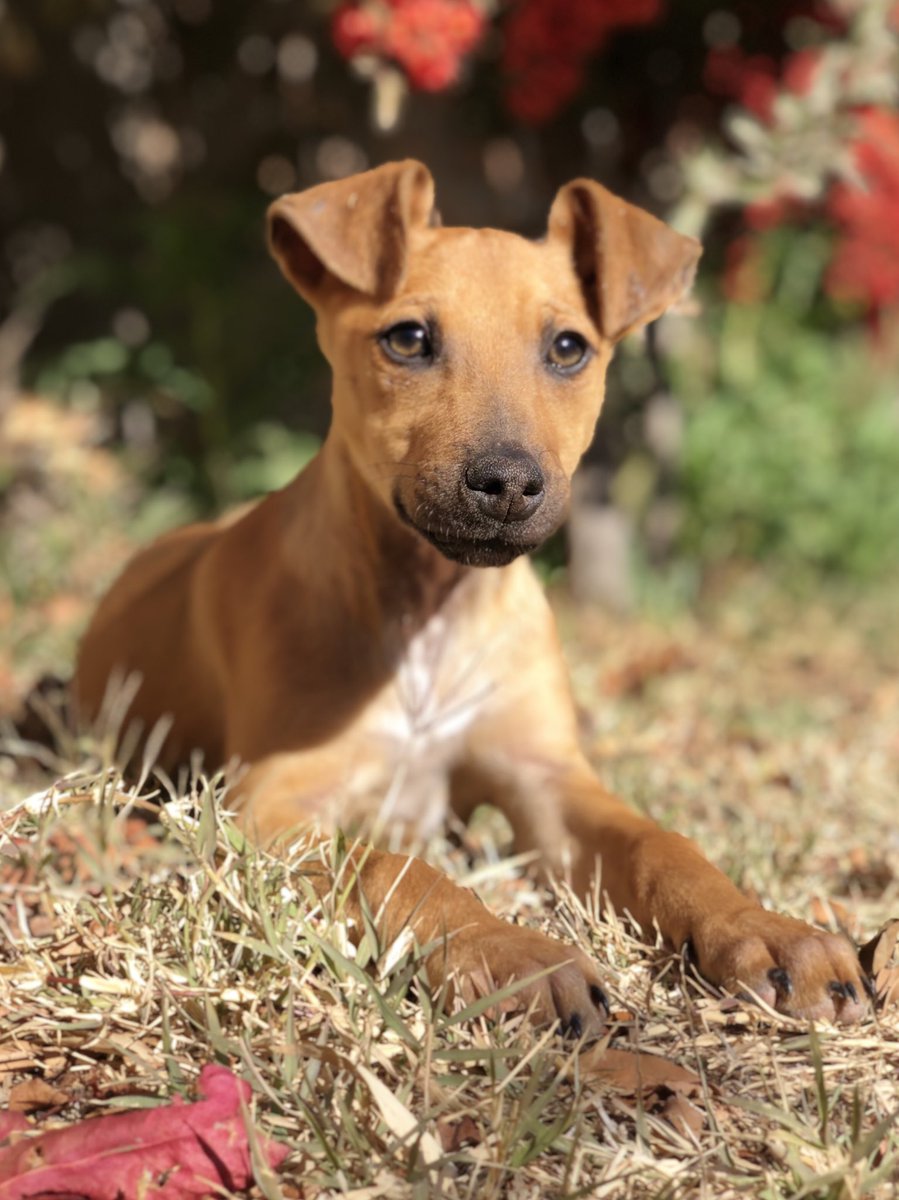 Estas dos hermosuras están buscando una familia 🤍

La atigrada es hembra, el marroncito macho. Tienen 3 meses aproximadamente y están vacunados. 

Están esperando un hogar hace varias semanas, me ayudan compartiendo porfi 🙏🏼