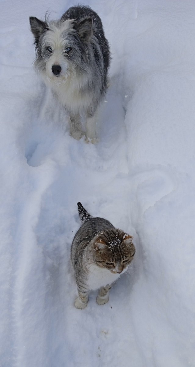 entrelengas's tweet image. #Felizdiadelperro
#Compañerosdevida
Estos dos, son uno sólo 😍