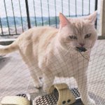 今年もこの季節がやってきた・・!可愛い猫ちゃんが持って帰ってきたのは『生きたセミ』