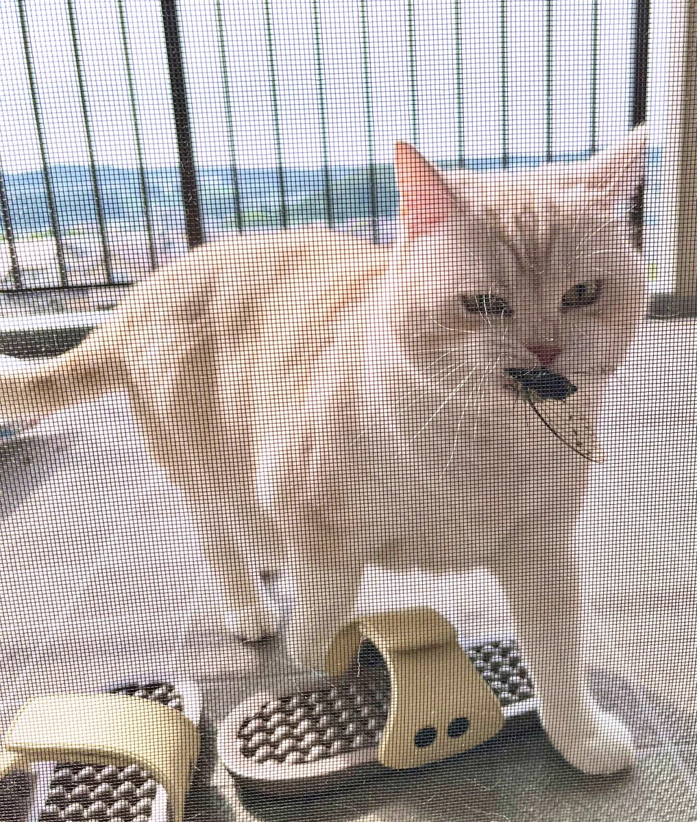 今年もこの季節がやってきた・・！可愛い猫ちゃんが持って帰ってきたのは『生きたセミ』