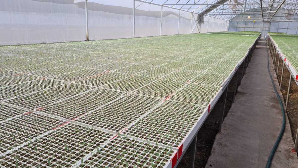 AceAgroBrand's tweet photo. #AceAgro #PuroAceAgro #ShishitoPepper https://t.co/Feco1ZdABV
