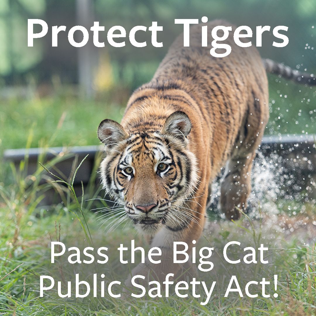 ARC_SpfldMO's tweet photo. .@USRepLong Please vote YES on H.R. 263, the Big Cat Public Safety Act on the House floor next week. Protect wildlife and first responders. #BigCatPublicSafetyAct https://t.co/noRGOTf4vK