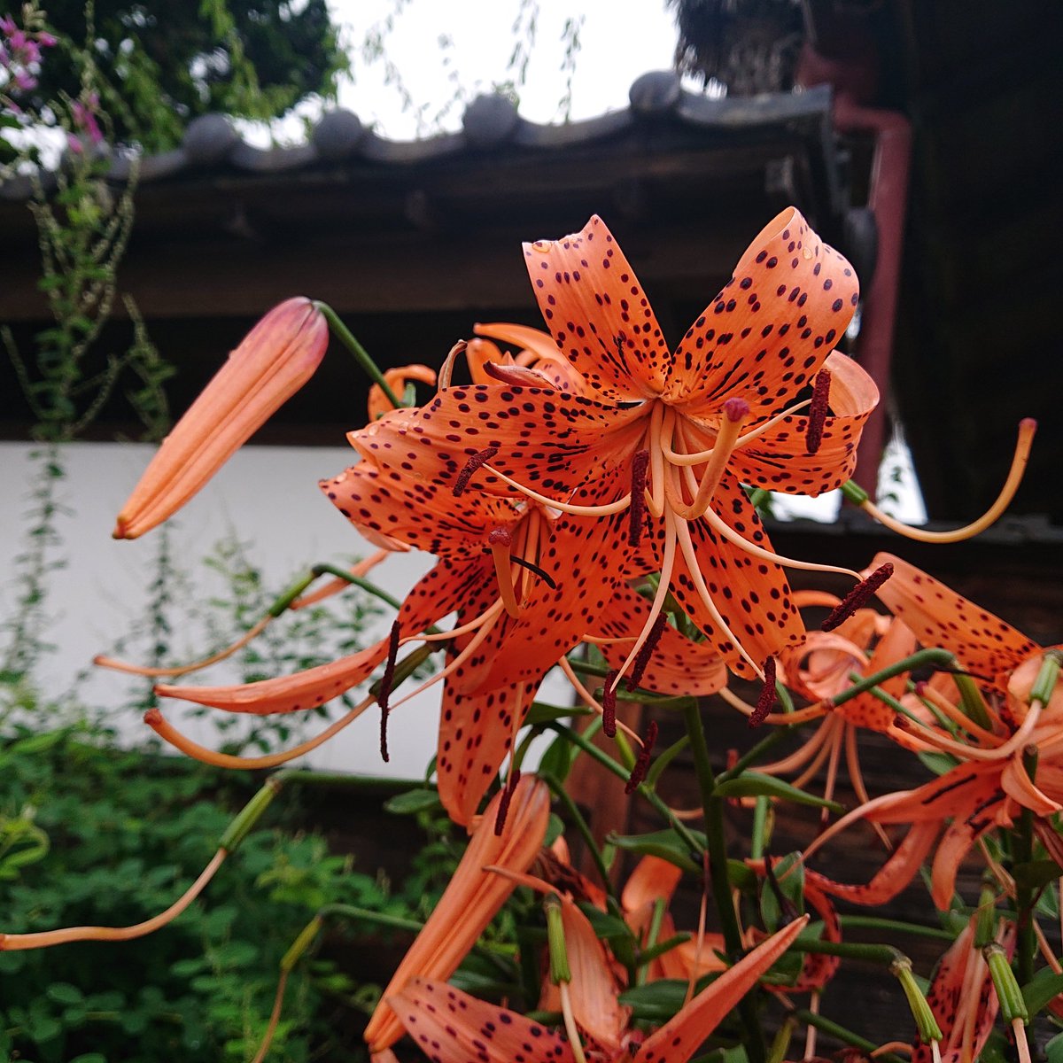 Reachrain Tiger Lily オニユリの花言葉 愉快 華麗 誇り Flowers 写真 Nature Photography Gardening 華の嵐 น าท วม Mountains Sweets 白猫プロジェクト イラスト依頼 Art Tigerlily 植物好き Lunchtime キャンプ好きな人と繋がりたい