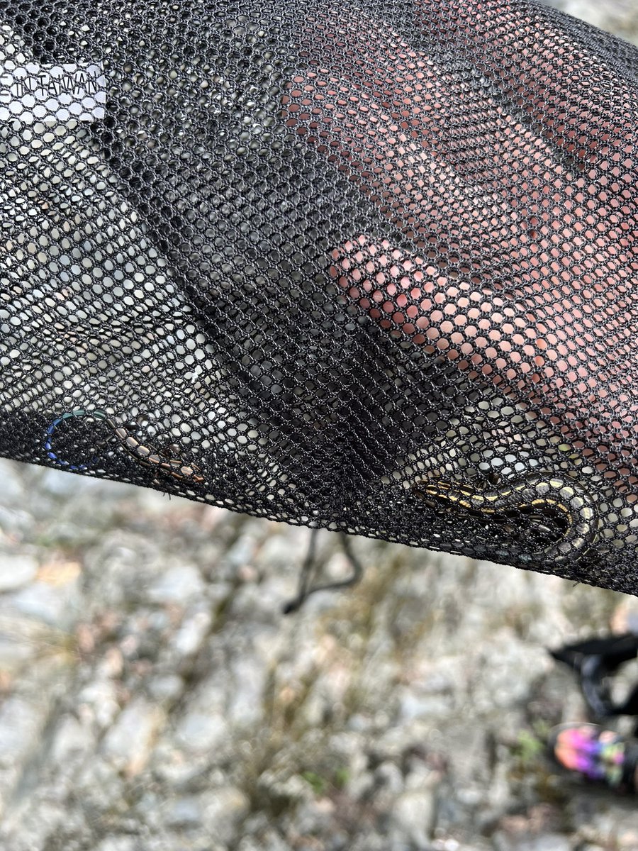 川遊びに行ったらニホントカゲの赤ちゃん見つけた
少し大きくなったヤングサイズも居た