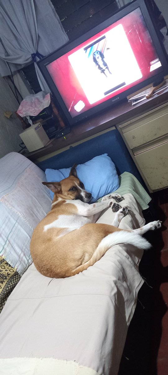 FannyDal's tweet photo. @lexpineda Lucky  descansando escuchando las noticias aquí en Alpes Suizos I  de Santa Tecla. https://t.co/Zz035g9Gxt