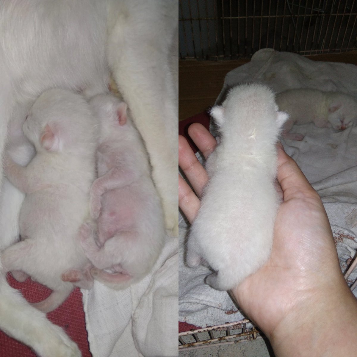 KochengFess v2 tweet media