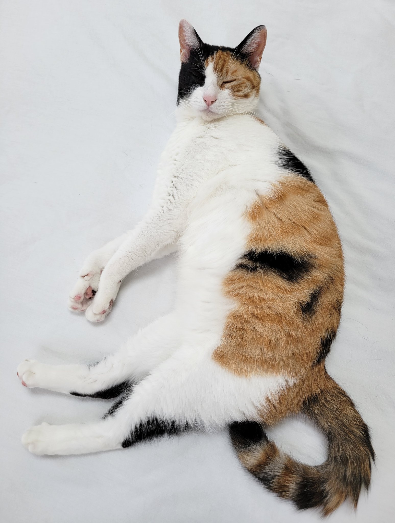 神楽 こんな形の記号なかったっけ 猫 三毛 ハチワレ 猫のいる暮らし 猫がいる幸せ シマホネコダスケ シマホイヌダスケ ピュリナと一緒に T Co Kwmvrv6dek Twitter