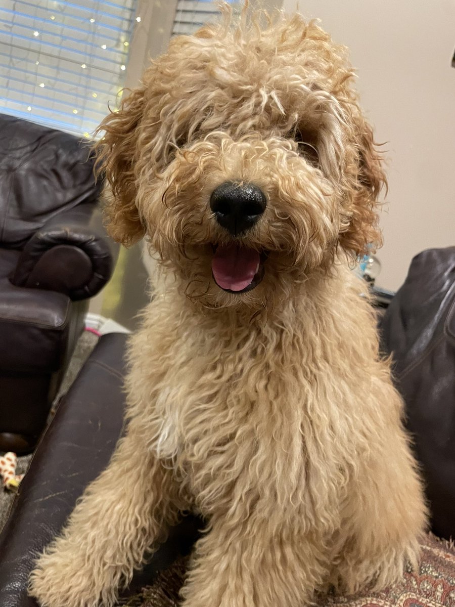 khleigho's tweet photo. When you accidentally tell the groomer to “paint me like one of your French girls”… 🤣 https://t.co/8TJ5OAZni4