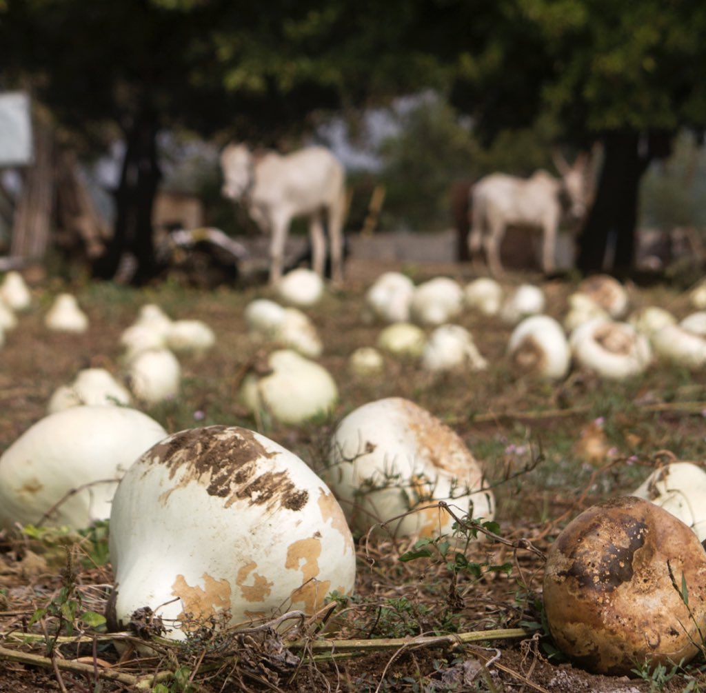 ashzingh's tweet image. Just in case you don’t know: Sitar and Veena are made from Pumpkin 🎃 (Kaddu)!