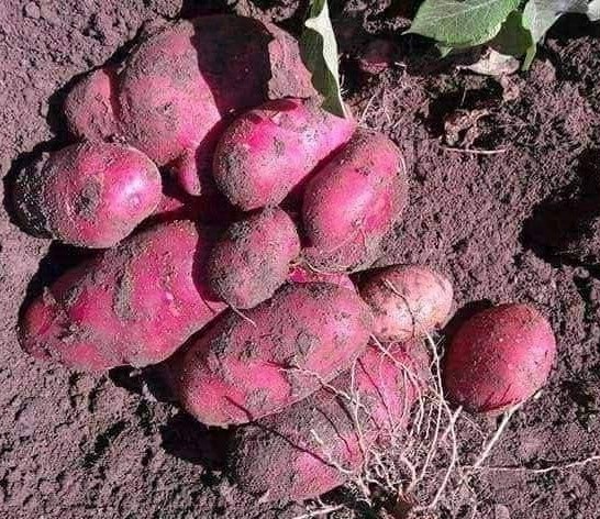 gabychavezd1's tweet photo. Harvesting "sweetpotato "..#Endemicgermplasm. at the Central highlands..#Andeanecosystem ..Ipomoea batatas..#Taxonomy..#Convolvulaceae..nutritional crop..#Agriculture..cultivated by the Incas...#Perú https://t.co/9gTZs1p3C1
