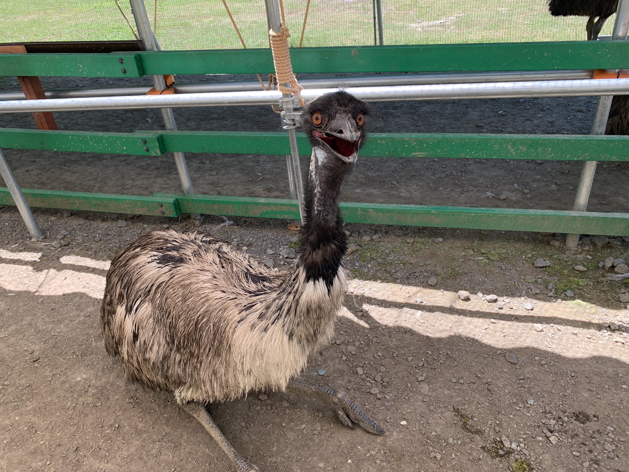 これはヒクイドリで、ヴェロキラプトルのように攻撃する地球上で最も危険な鳥です
