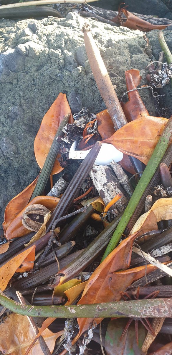 benu_ni_waitui's tweet photo. Don't forget the little yoghurt spoons #cleanupFIJI #teamFiji #refuseSUP #SingleUsePlastic https://t.co/zGnaFg2746