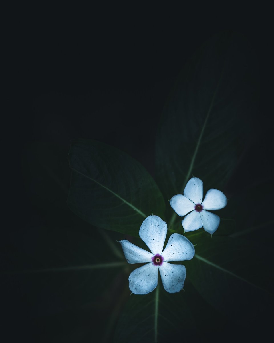 Gypsyshutter's tweet image. Sadaphuli / Periwinkles / Catharanthus.
#gypsyshutter 
.
.
.
#flowers #flowerstagram #flowersofinstagram #flowers🌸 #flowerlovers #flowerphotography #yourshotphotographer #india #kolhapur #nature #naturephotography #naturegram #natureshots #flora #NFTCommunity