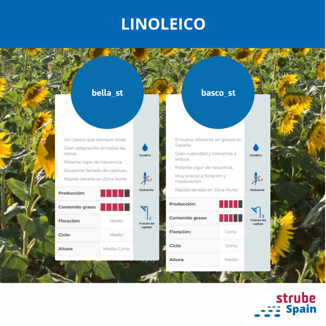 Hoy os queremos hablar de nuestras variedades Linoleico: Bella_ST y Basco_ ST.

✔ Bella_ST: un clásico que siempre rinde. 

✔ Basco_ST: el nuevo referente de girasol en España.

➡ Conoce todas sus características en nuestra web strubespain.com