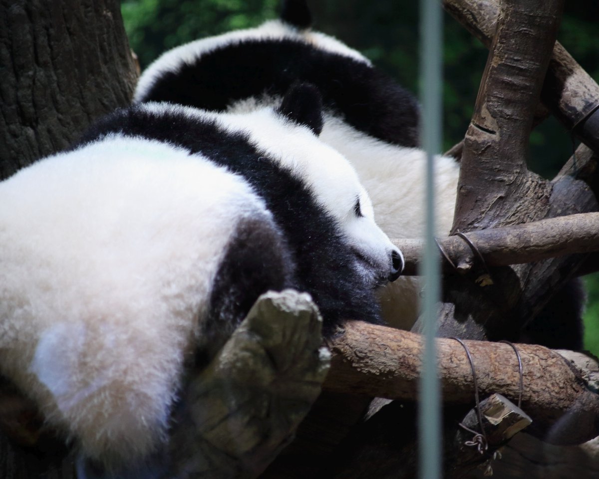 roger1roger1's tweet photo. 7月22日 上野動物園で撮影した🐼パンダ。
①食事中、笹を食べるリーリー。
②竹の棒で歯磨き？
③④お昼寝中の双子パンダ。
お尻鑑賞と言っていた観客もいたｗ
シャオシャオとレイレイの写真撮影は、また再チャレンジ。
コロナまん延と猛暑で空いていた。

#上野動物園 
#ジャイアントパンダ 
#パンダ https://t.co/pgjXILfqPA