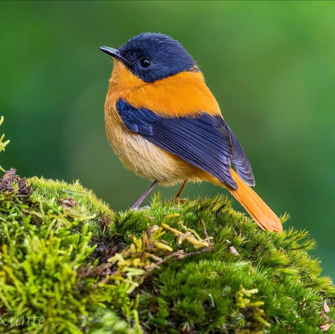 PazyBirds's tweet photo. Black and orange flycatcher  🐦
📸rohan.kunte https://t.co/3c1F62Hvko