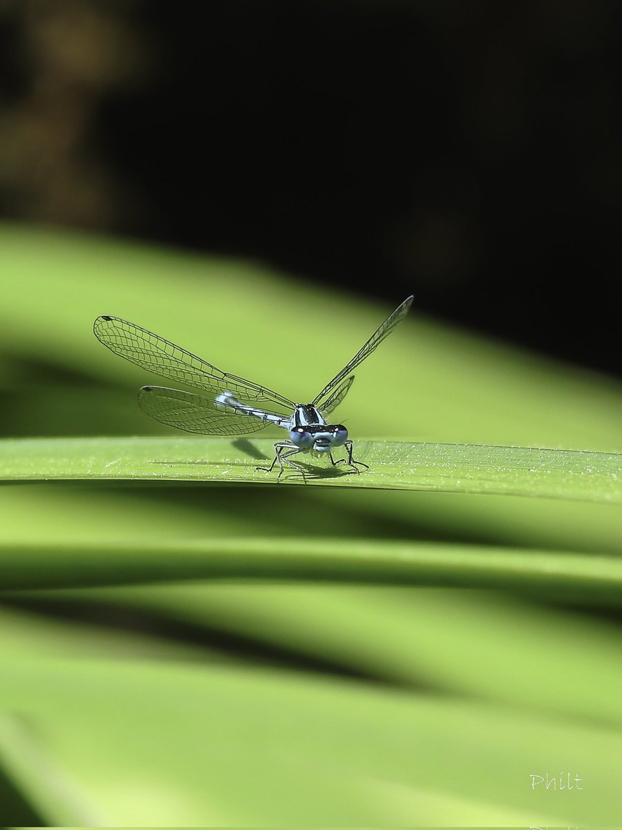 Observation 
#libellule #dragonfly #insect #insecte #macro #macrophotography #nikonfr #macro_delight #soul_made_macro #ig_macro_clicks #joyful_macro #macro_freaks #rebel_macro #onceupon_the_earth #gf_macro #insectphotography #universal_dragonfly #total_insects