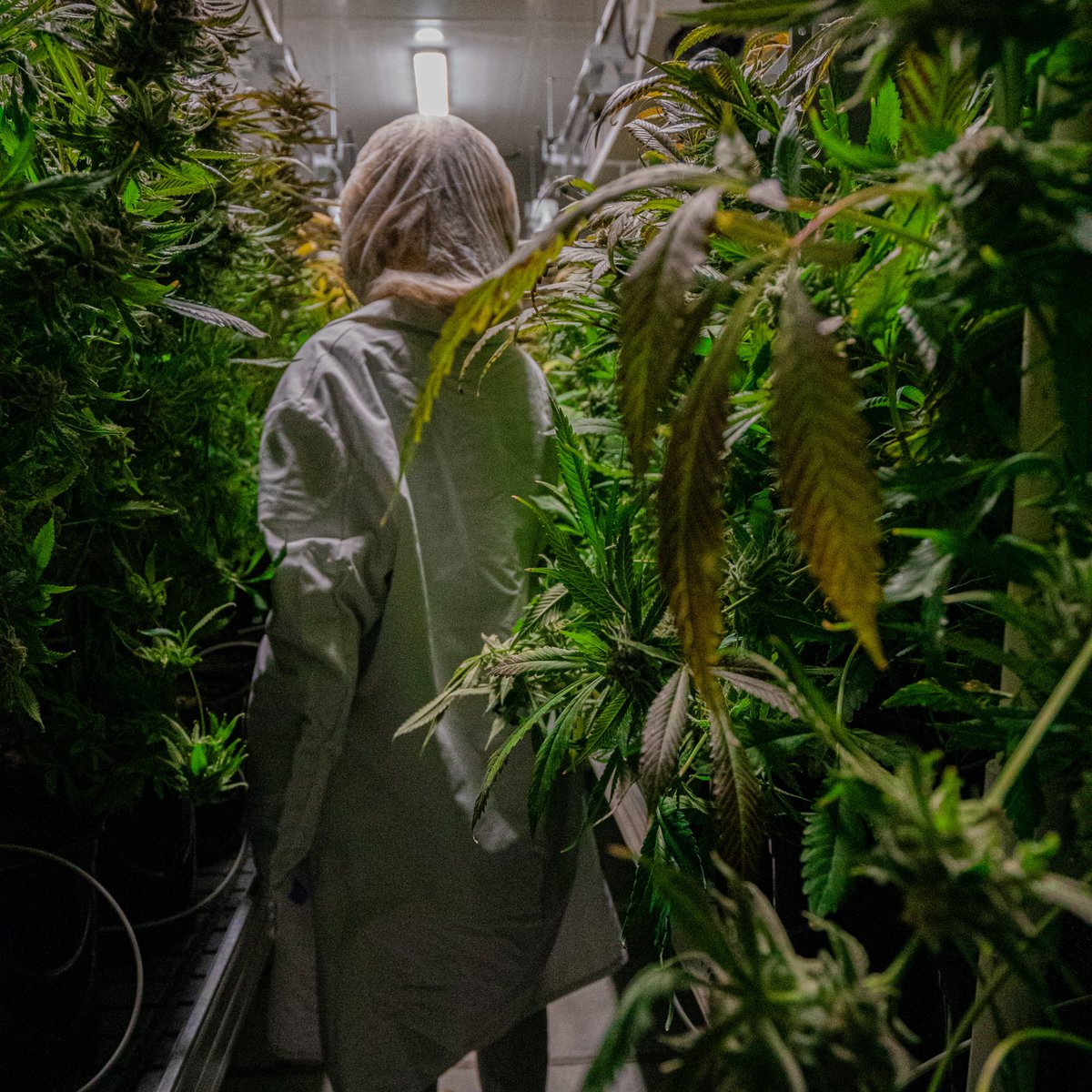 Acreage Pharms (@acreagepharmsca) on Twitter photo 