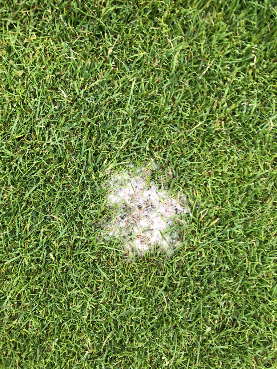 JakewillTurf's tweet image. Not to sure, but I’ve got a good feeling that might be dollar spot.