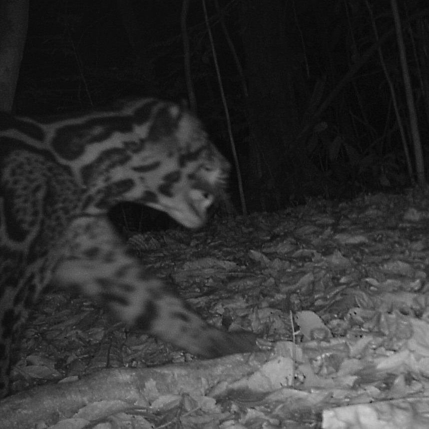 JoeWilliamsonDB's tweet photo. More wildlife images from the tropical rainforest 🌳🦧pandemic camera 📸 that was in the heart of Borneo for the last two years 🐻🐗🦚🐆. https://t.co/yXE9dktgB6