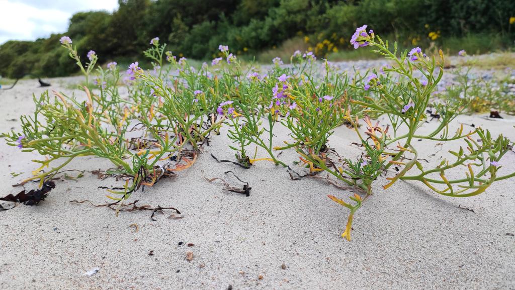 Blüten im Sand
#Kiel #Schwedeneck