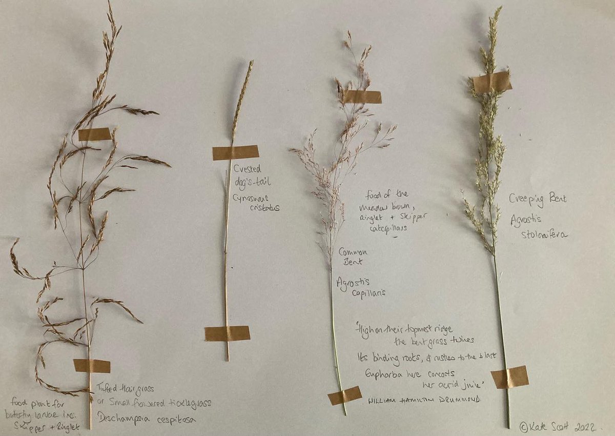 roundhillag's tweet photo. I’ve really enjoyed making this #herbarium for the #naddervalley farming cluster, I think I’ll get my press out and do some more! #grassidentification #meadow #biodiversity #ecology #cranbornechaseaonb https://t.co/3jKGoU3Z2s