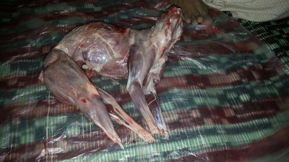pfaindia's tweet photo. This man Salim sells “DOG MEAT BRIYANI” 

Location : Bhalaswa Dairy Chowk, Delhi. 

We need your help in getting him arrested. Please tag @DelhiPolice @ArvindKejriwal @CMODelhi @DCPNEastDelhi and ask them arrest Salim. 

#justice #animallovers https://t.co/qbOjqTeIaW