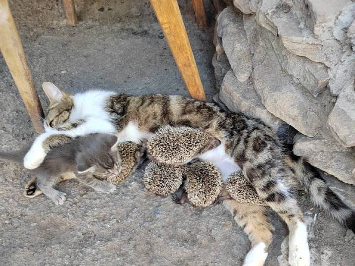 Anthony Sider on X: "Cat adopts five baby hedgehog after their mother is  killed by a hay mower. Cat has been feeding five hedgehogs for three weeks  now - they have already