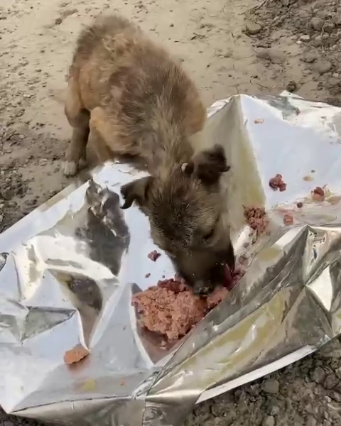 🆘Street animals: We want to live. We need your help. .
Please donate to    PayPal: 
tmyangelsrescue@gmail.com
Or
Click the link to donate with PayPal:
PayPal.Me/TMYANGELSRESCU…
🆘
 GogetFunding campaign LINK
gogetfunding.com/campaign_funds…