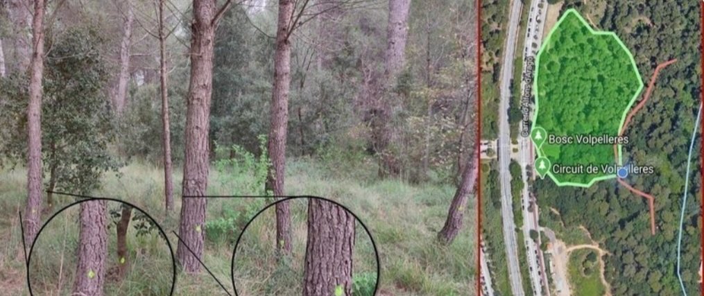 Salvem el bosc de Volpelleres de Sant Cugat del Vallès 
#EnsAjudes ?

<a href="/BoscSos/">Sos Bosc Volpelleres</a>
<a href="/Adenc1982/">ADENC</a>

change.org/p/dirigit-a-mi…

goteo.cc/salvemvolpelle…