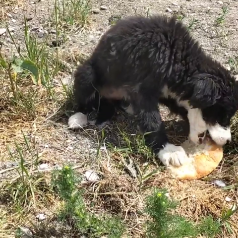 🆘Street animals: We want to live. We need your help. .
Please donate to    PayPal: 
tmyangelsrescue@gmail.com
Or
Click the link to donate with PayPal:
PayPal.Me/TMYANGELSRESCU…
🆘
 GogetFunding campaign LINK
gogetfunding.com/campaign_funds…