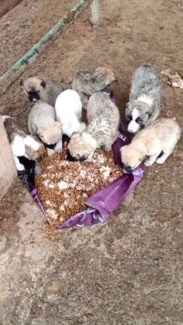 🆘Street animals: We want to live. We need your help. .
Please donate to    PayPal: 
tmyangelsrescue@gmail.com
Or
Click the link to donate with PayPal:
PayPal.Me/TMYANGELSRESCU…
🆘
 GogetFunding campaign LINK
gogetfunding.com/campaign_funds…