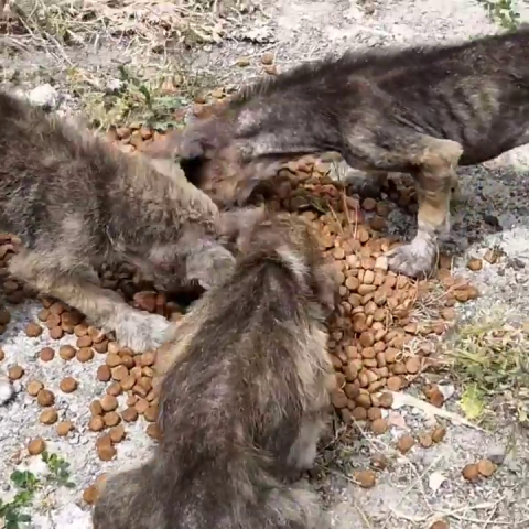 🆘Street animals: We want to live. We need your help. .
Please donate to    PayPal: 
tmyangelsrescue@gmail.com
Or
Click the link to donate with PayPal:
PayPal.Me/TMYANGELSRESCU…
🆘
 GogetFunding campaign LINK
gogetfunding.com/campaign_funds…