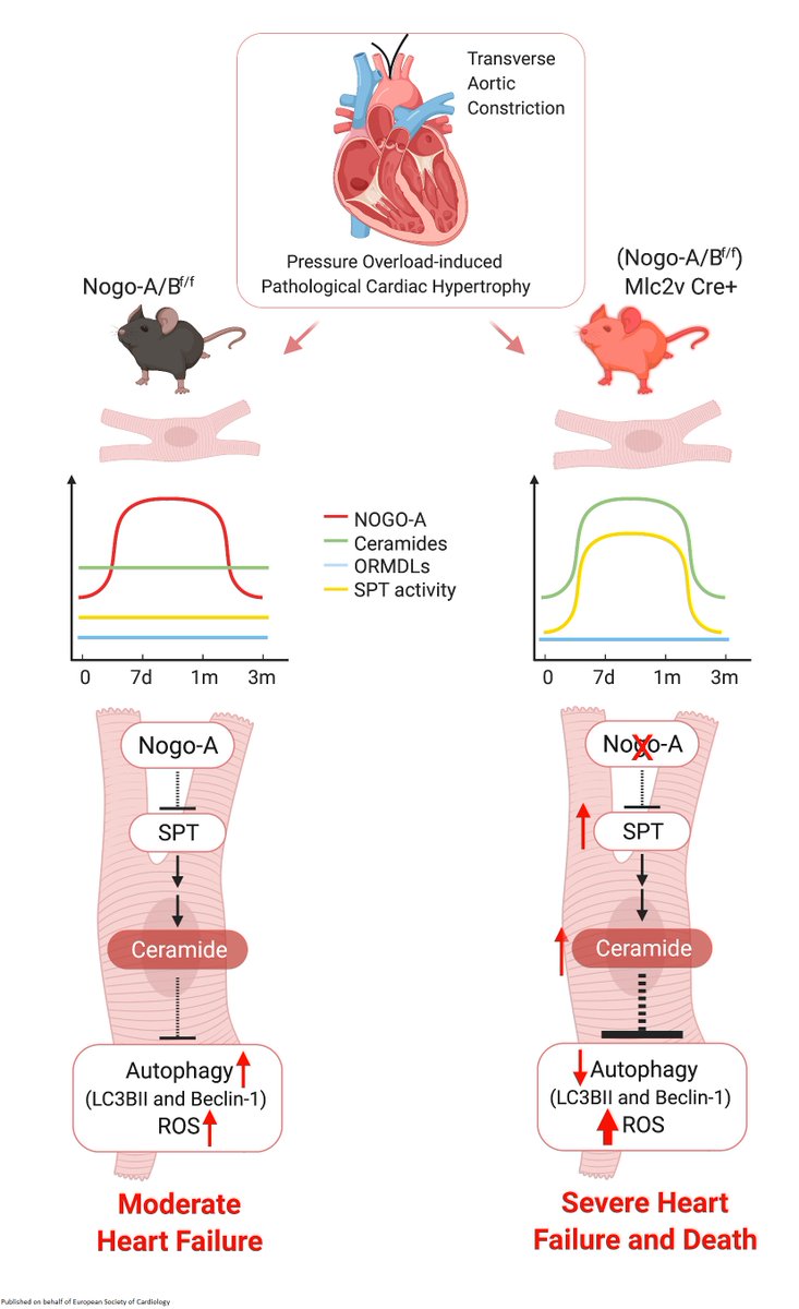 Making #HeartFailure a 'No Go’🛑

Nogo-A blockade of SPT ⬇️de novo ceramide synthesis to ⬆️beneficial #autophagy &amp; ⬇️#ROS, protecting against heart failure 
academic.oup.com/cardiovascres/…

<a href="/CVR_TomaszGuzik/">CVR Tomasz Guzik</a> <a href="/DrMikeDrozd/">Mike Drozd</a> <a href="/glenpyle/">Glen Pyle | #WomensHeartHealth ❤️‍🩹🖇️</a> #metabolism #ESCBasicScience #CardiovascularResearch