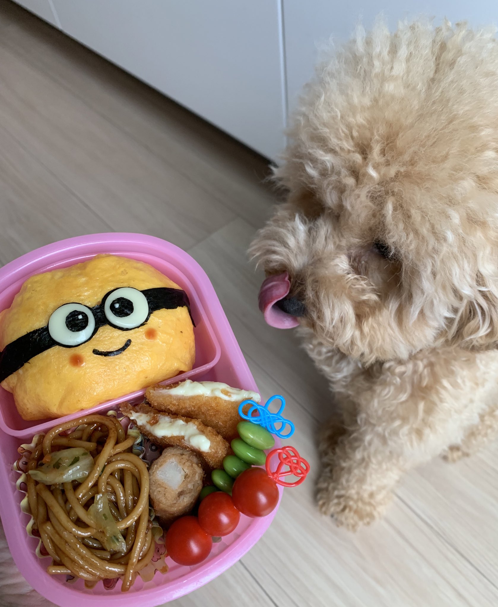 モコのまいにち １歳 Ytasaw8ow9m7uyp Twitter