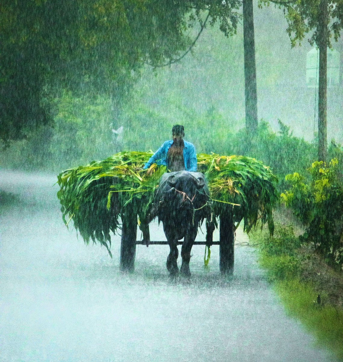 Monsoon has arrived ⛈ and took this breathtaking shot of a farmer with his bull cart in the rain. #capturedoncanon @Canon_India @NatureIn_Focus @NatGeoPhotos @NatGeoTravel @Discovery