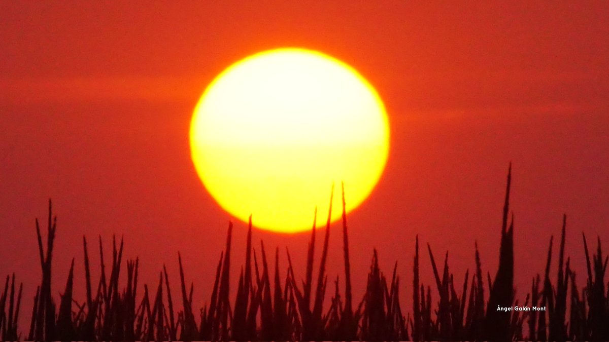 Catalunya Méteo (@cat_meteo) on Twitter photo 🌡☀BON DIVENDRES! Avui repunta l'onada de calor amb 40ºC en algun punt de l'interior, però sobretot al prelitoral de Girona. A la resta, màximes de 32 a 37 graus. Ambient tòrrid amb sol en conjunt i algun ruixat de tarda al Pirineu i Ports. FOTO: Verges <a href="/angelgalanmont/">Àngel Galán. El temps amb fotografies.</a> 🌡☀BON DIVENDRES! Avui repunta l'onada de calor amb 40ºC en algun punt de l'interior, però sobretot al prelitoral de Girona. A la resta, màximes de 32 a 37 graus. Ambient tòrrid amb sol en conjunt i algun ruixat de tarda al Pirineu i Ports. FOTO: Verges <a href="/angelgalanmont/">Àngel Galán. El temps amb fotografies.</a>