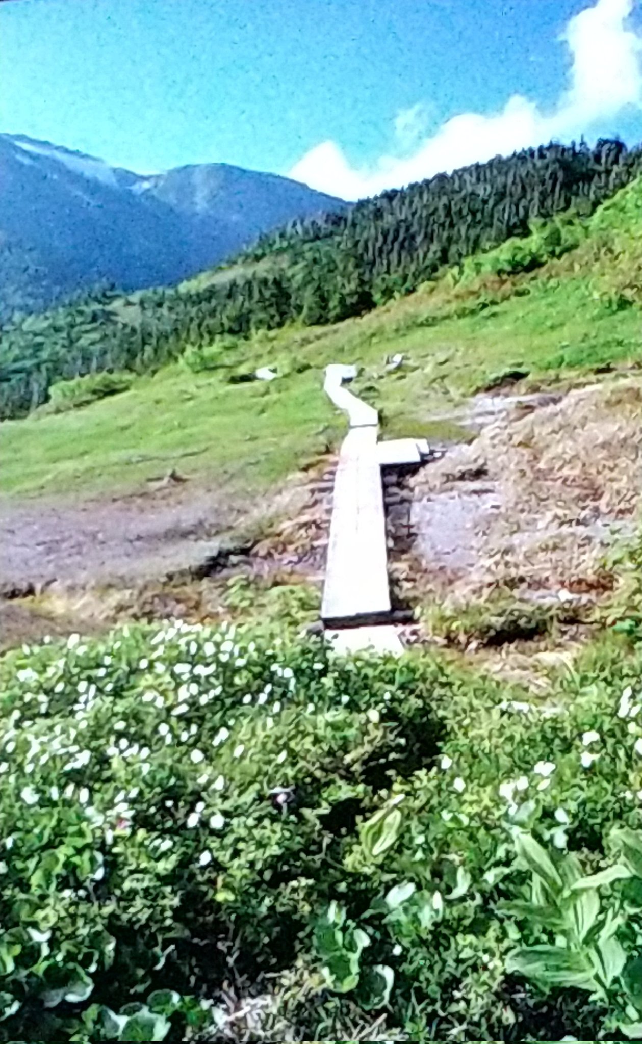 تويتر 加那留 على تويتر 人出の多い場所は避ける てな訳で夏山を散策 紫外線豊富だが目に優しい緑とオゾンたっぷりの空気がうまい 深呼吸すると寿命がのびるぞ T Co 5tobcgmve5