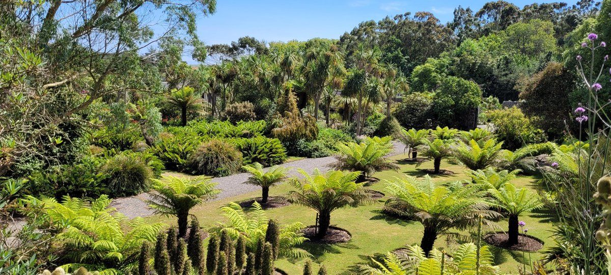 Amanda Bell (@catbell74) on Twitter photo A very tropical feel in the air at the outstanding Logan Botanic Gardens. A stunning collection of plants 🪴 #botanics #tropical #GardeningTwitter #botanicgardens #dumfriesandgalloway #Scotland #southwestscotland <a href="/LoganBotanicGdn/">Logan Botanic Garden</a> <a href="/TheBotanics/">Royal Botanic Garden Edinburgh</a> <a href="/Dawyck/">Dawyck Botanic Garden</a> <a href="/VisitScotland/">VisitScotland</a> <a href="/scotgardens/">Scotgardens</a> A very tropical feel in the air at the outstanding Logan Botanic Gardens. A stunning collection of plants 🪴 #botanics #tropical #GardeningTwitter #botanicgardens #dumfriesandgalloway #Scotland #southwestscotland <a href="/LoganBotanicGdn/">Logan Botanic Garden</a> <a href="/TheBotanics/">Royal Botanic Garden Edinburgh</a> <a href="/Dawyck/">Dawyck Botanic Garden</a> <a href="/VisitScotland/">VisitScotland</a> <a href="/scotgardens/">Scotgardens</a>