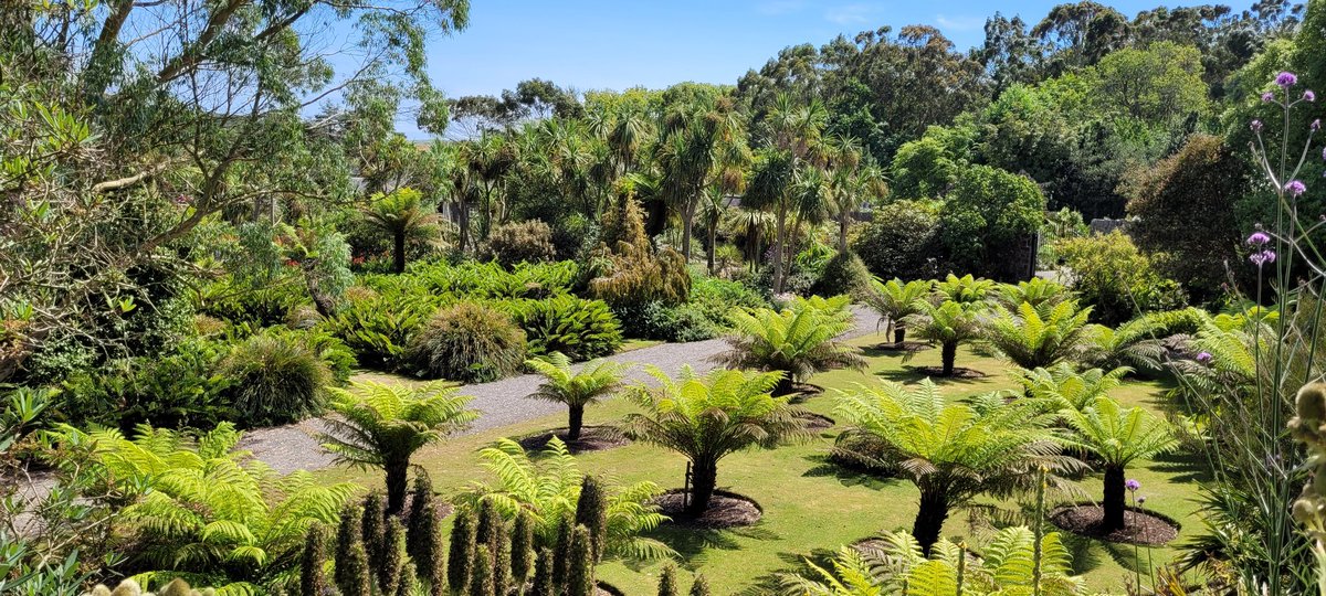 A very tropical feel in the air at the outstanding Logan Botanic Gardens. A stunning collection of plants 🪴 #botanics #tropical #GardeningTwitter #botanicgardens #dumfriesandgalloway #Scotland #southwestscotland @LoganBotanicGdn @TheBotanics @Dawyck @VisitScotland @scotgardens