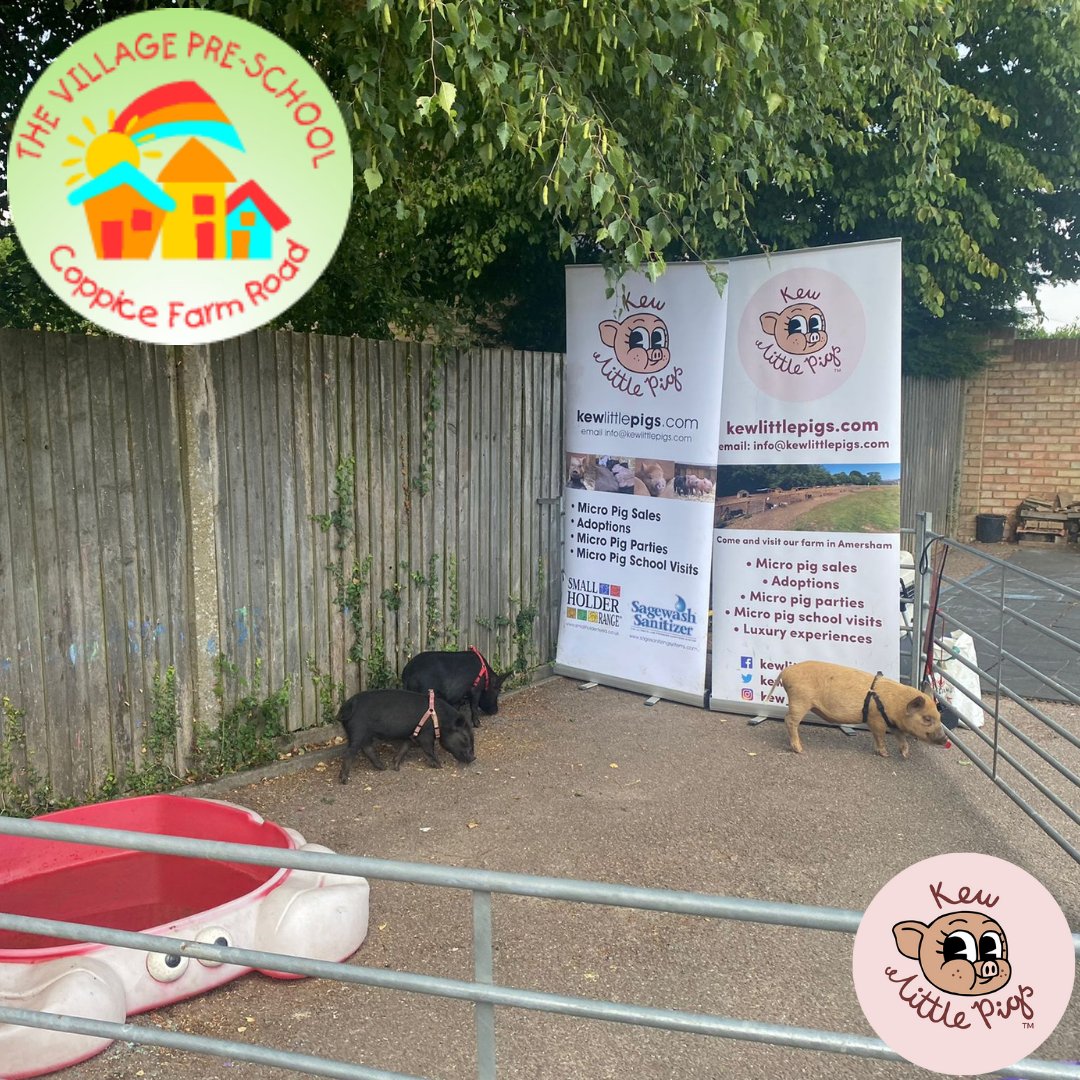 kewlittlepigsuk's tweet photo. This week has been a busy week for the new show piglets Thor, Loki and Frayha visiting their first school plus lots of training for a wedding we have this coming weekend!
https://t.co/8AWHhTNn9G
#kewlittlepigs #showpigs #pigtraining #weddings #schoolvisits #newexperiences https://t.co/cMM10H9ujj