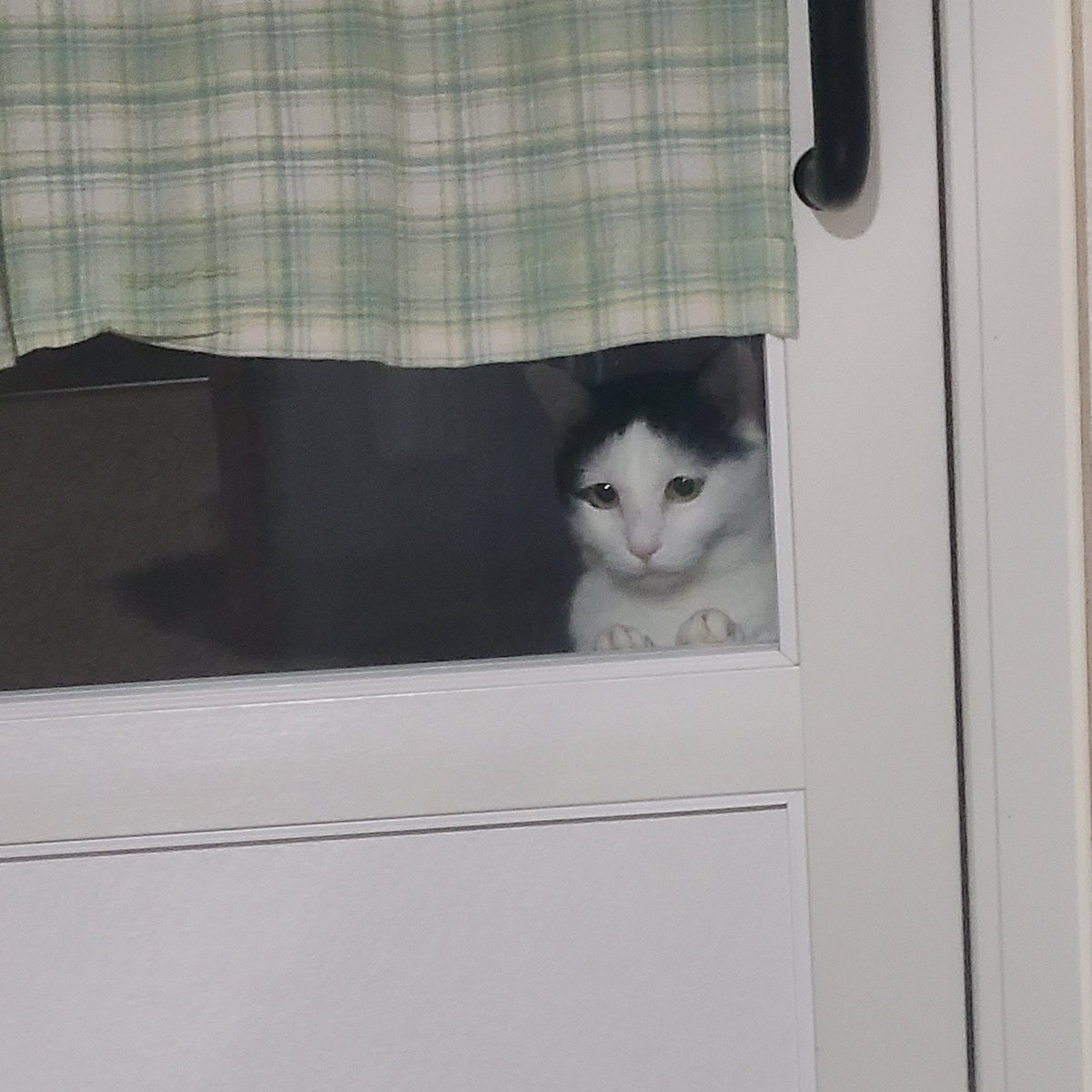 귀여워 죽겠어 우리 아기 고양이