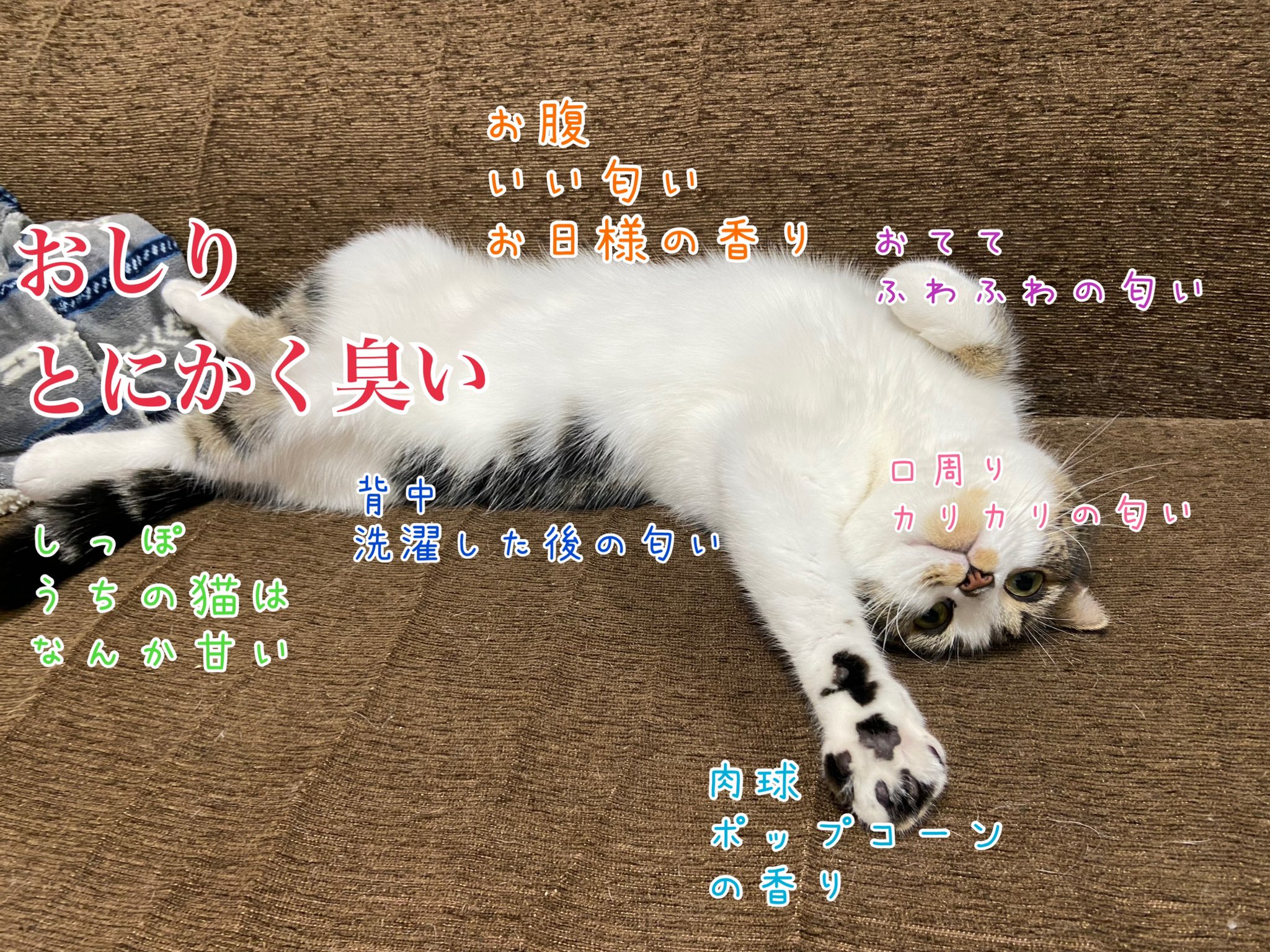 とろ おにく 猫の匂い説明書つくりました 猫飼っていない方は参考にしてください T Co As7bedlm94 Twitter とろ おにく 猫の匂い説明書つくりました 猫飼っていない方は参考にしてください T Co As7bedlm94 Twitter