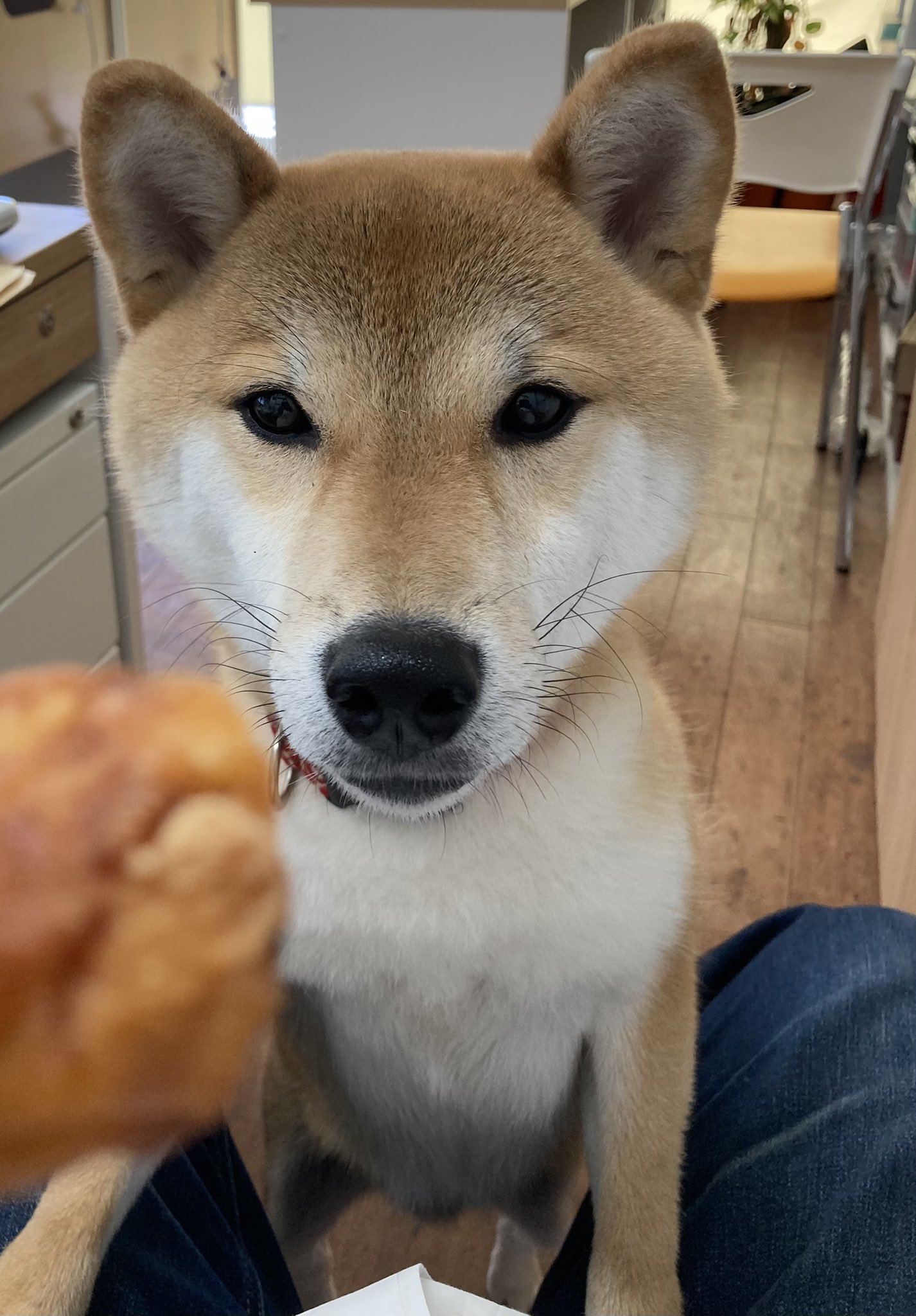 ともひろ 鉄カフェつくろう からあげクンを所望する当社副社長 残念だけど犬は食べられません からあげクン ローソン 犬も食べられるのを出せと副社長が要望 柴犬 T Co Gz1q8610q2 Twitter ともひろ 鉄カフェつくろう からあげクンを所望する当社副社長 残念だけど犬は食べられません からあげクン ローソン 犬も食べられるのを出せと副社長が要望 柴犬 T Co Gz1q8610q2 Twitter
