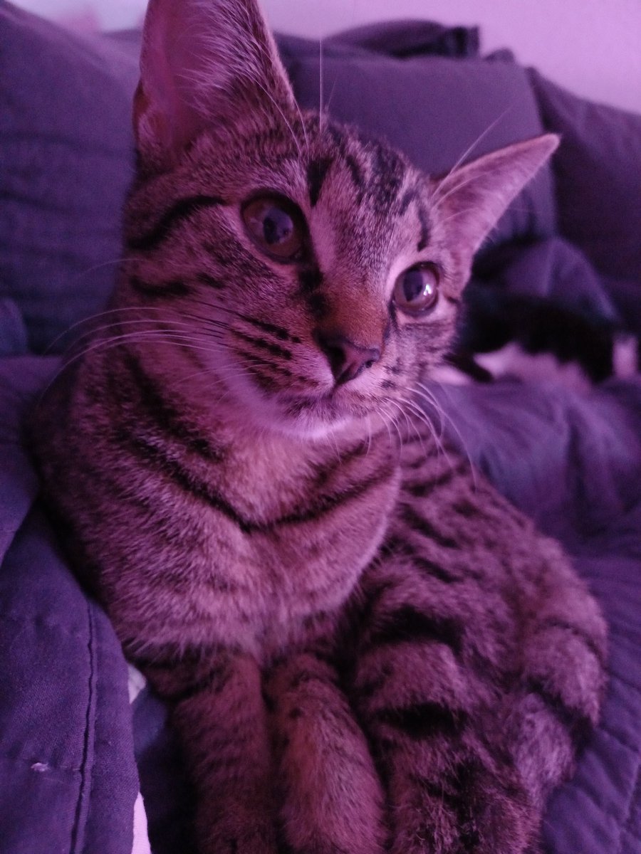 Loniase's tweet photo. @GermanLetsPlay Bell, Mau &amp; Elfie
2,5 Jahre , 1 Jahr und 12 Wochen alt 
Kommen vom Bauernhof
#GLPKatze https://t.co/UnDsvPqXUQ