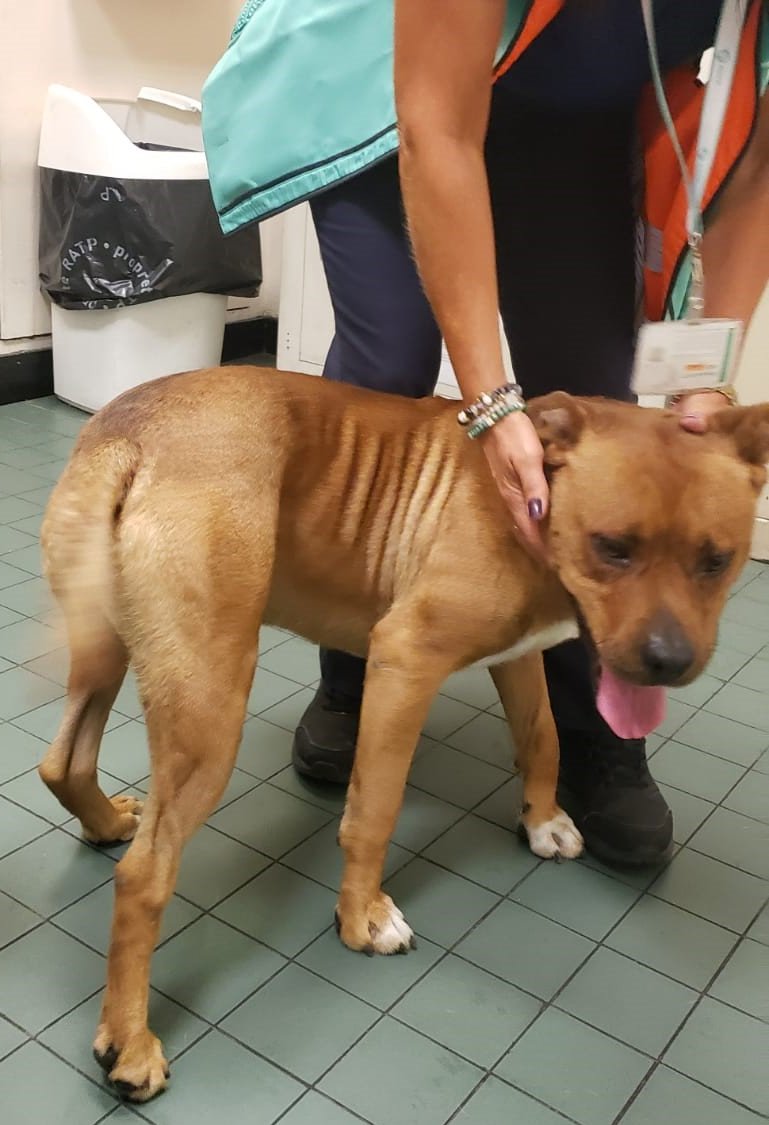 🐶 🔍 Ce #chien a été retrouvé il y a quelques instants en gare #RERA de Fontenay-sous-Bois. C'est un staff sans collier, couleur fauve. Nous recherchons son maître : n'hésitez pas à nous contacter si vous le reconnaissez, et RT pour diffuser ! Merci 😉