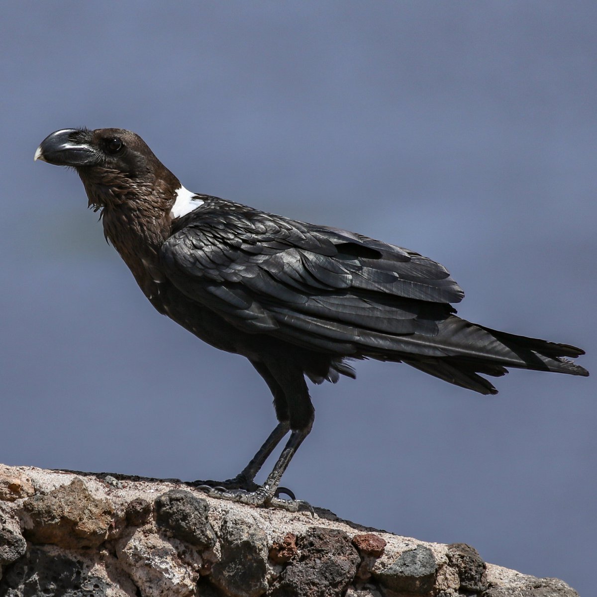 Data_BirdMan's tweet image. White-necked Raven (Corvus albicollis)
𝐀𝐦𝐛𝐨𝐬𝐞𝐥𝐢 𝐍𝐚𝐭𝐢𝐨𝐧𝐚𝐥 𝐏𝐚𝐫𝐤, 𝐊𝐞𝐧𝐲𝐚

#TwitterNatureCommunity #TwitterNaturePhotography   #birds #Naturephography #birdwatching #Canon #canonphotography #birdphotography